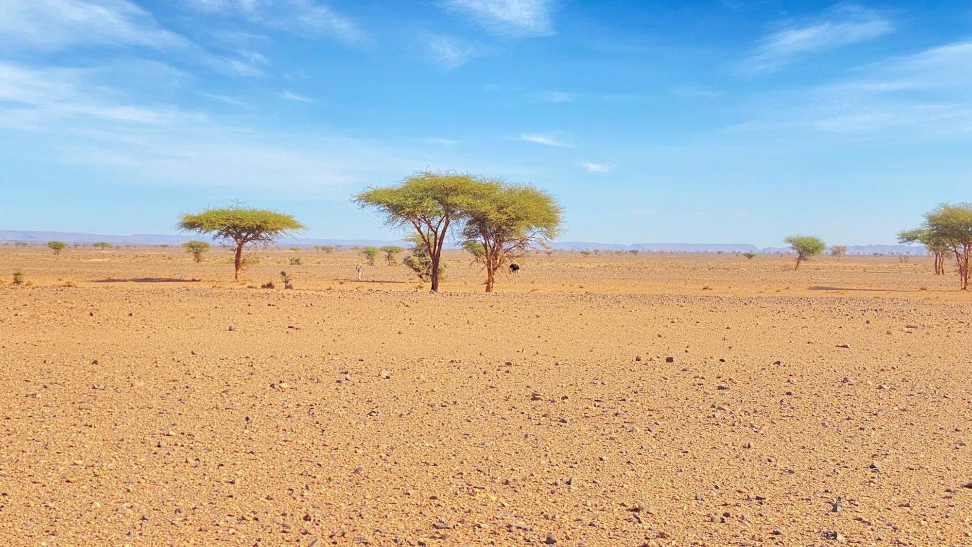 Atta Desert Camp El Gouera 외부 사진
